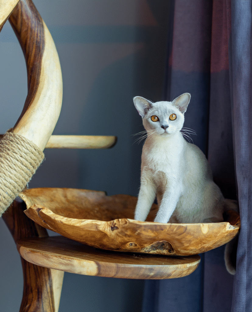 How to spot a kitten scam: 6 red flags when buying a pedigree kitten
